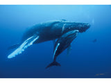 "Humpback Whale and Calf, Roca Partida"