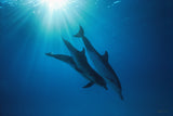 "Celestial Dolphins"