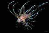 "Juvenile Lionfish"
