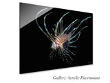 "Juvenile Lionfish"