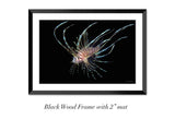 "Juvenile Lionfish"