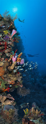 "Camana Bay Reef" 14X36 Exhibition Print