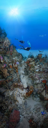 "Coral Anchors 3"