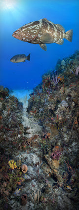 "Coral Anchors 4"