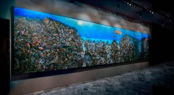 "Coral Anchors"  Jim Hellemn
