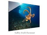 "Day Octopus"