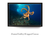 "Day Octopus"