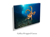 "Day Octopus"