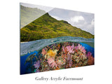 "Fijian Reef Scene"