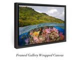 "Fijian Reef Scene"