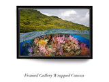 "Fijian Reef Scene"