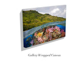 "Fijian Reef Scene"