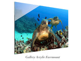 "Green Sea Turtles"