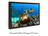 "Green Sea Turtles"