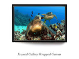 "Green Sea Turtles"