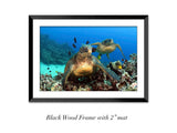 "Green Sea Turtles"