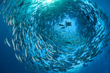"Schooling Bigeye Jacks"