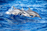 "Spinner Dolphins"