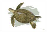 "Adult Green Turtle"