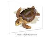 "Adult Loggerhead"