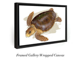 "Adult Loggerhead"