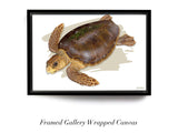 "Adult Loggerhead"