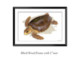 "Adult Loggerhead"