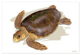 "Adult Loggerhead"