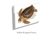 "Adult Loggerhead"