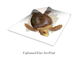 "Adult Loggerhead"