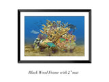 "Elkhorn Reef"