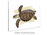 "Juvenile Hawksbill Turtle"