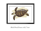 "Juvenile Hawksbill Turtle"