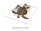 "Juvenile Hawksbill Turtle"
