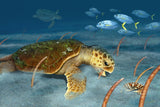 "Sea Turtle Eating Polyps"