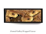 "Loggerhead Sea Turtles"
