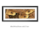 "Loggerhead Sea Turtles"