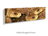 "Loggerhead Sea Turtles"