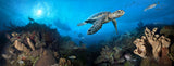"Discovery" 18x48 Limited Edition Gloss
