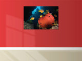 "Red Anemone"