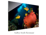 "Red Anemone"