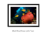 "Red Anemone"