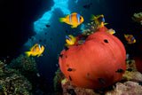 "Red Anemone"