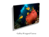 "Red Anemone"