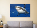 "Great white shark, Guadalupe"