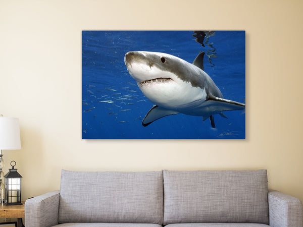 "Great white shark, Guadalupe"
