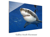 "Great white shark, Guadalupe"
