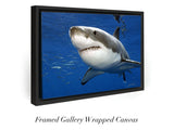 "Great white shark, Guadalupe"