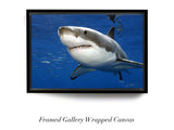 "Great white shark, Guadalupe"