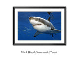 "Great white shark, Guadalupe"